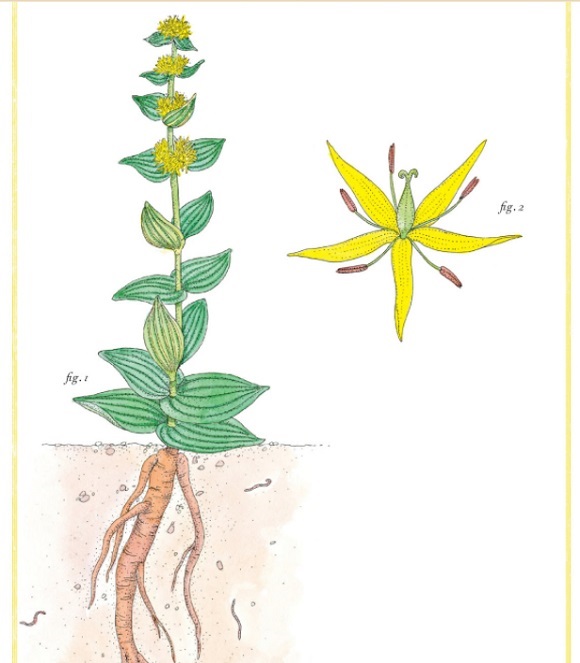 Inventario ilustrado de flores